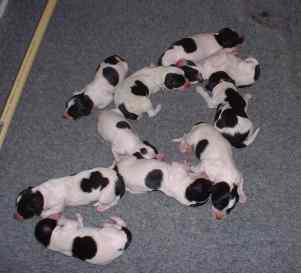 pups