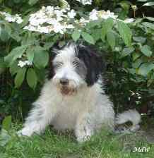 Blanche