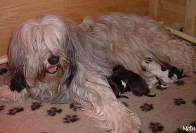 Jadwiga en pups