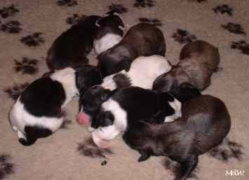 pups dag 1