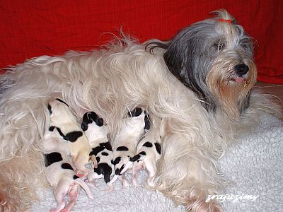 pups