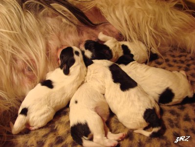 pups 4 dagen