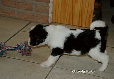 Nariza 4wk