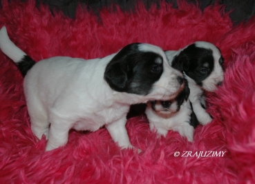 Nobilis pups 21 dagen