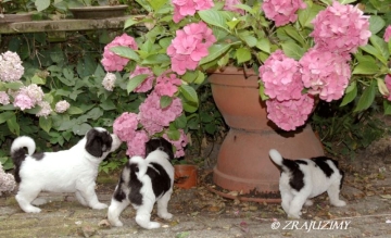 de hortensia ontdekken