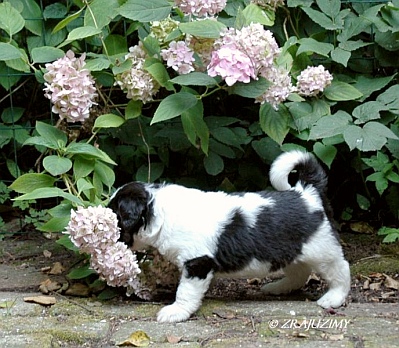 wat is dat?
