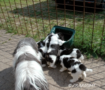 Noiblis pups