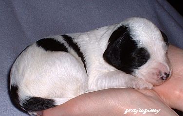 Rozalja 10 dagen