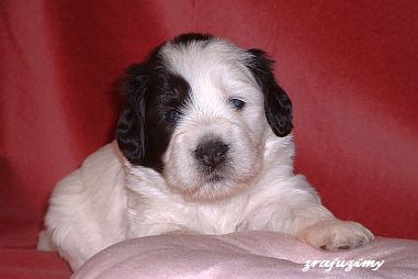 Rozalja 21 days