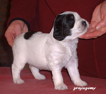 Rozalja 21 days