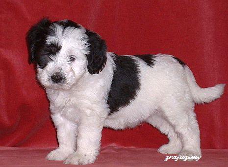Rozalja 40 days