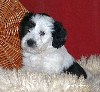 Rozalja 40 days