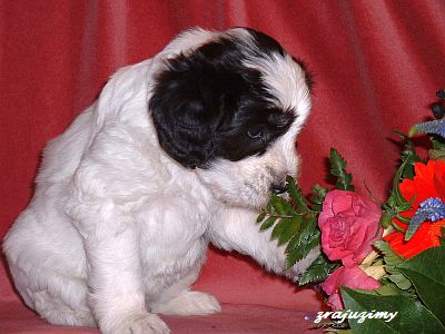 Rozalja 4 weeks