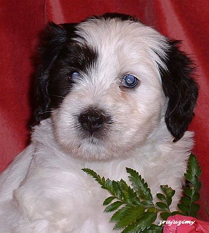 Rozalja 4 weeks