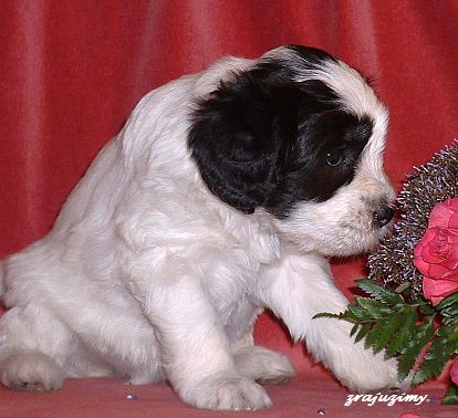 Rozalja 4 weeks