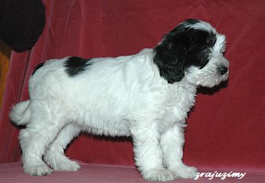 Rozalja 7 weeks