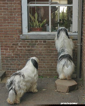 Nieuwsgierige Rozalja